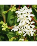 Heptacodium міконієвидний квіти